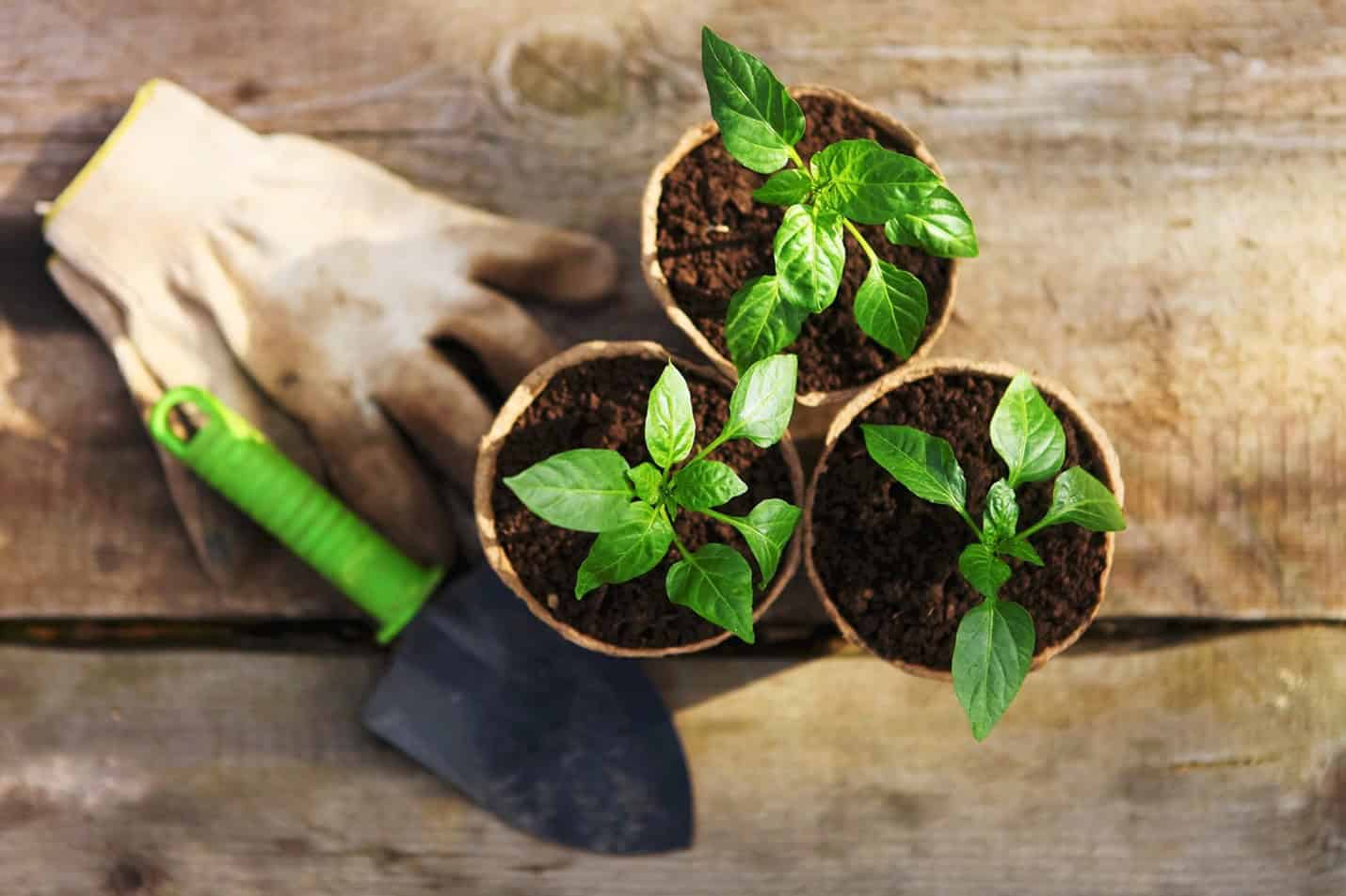 Gardening Potted Plants